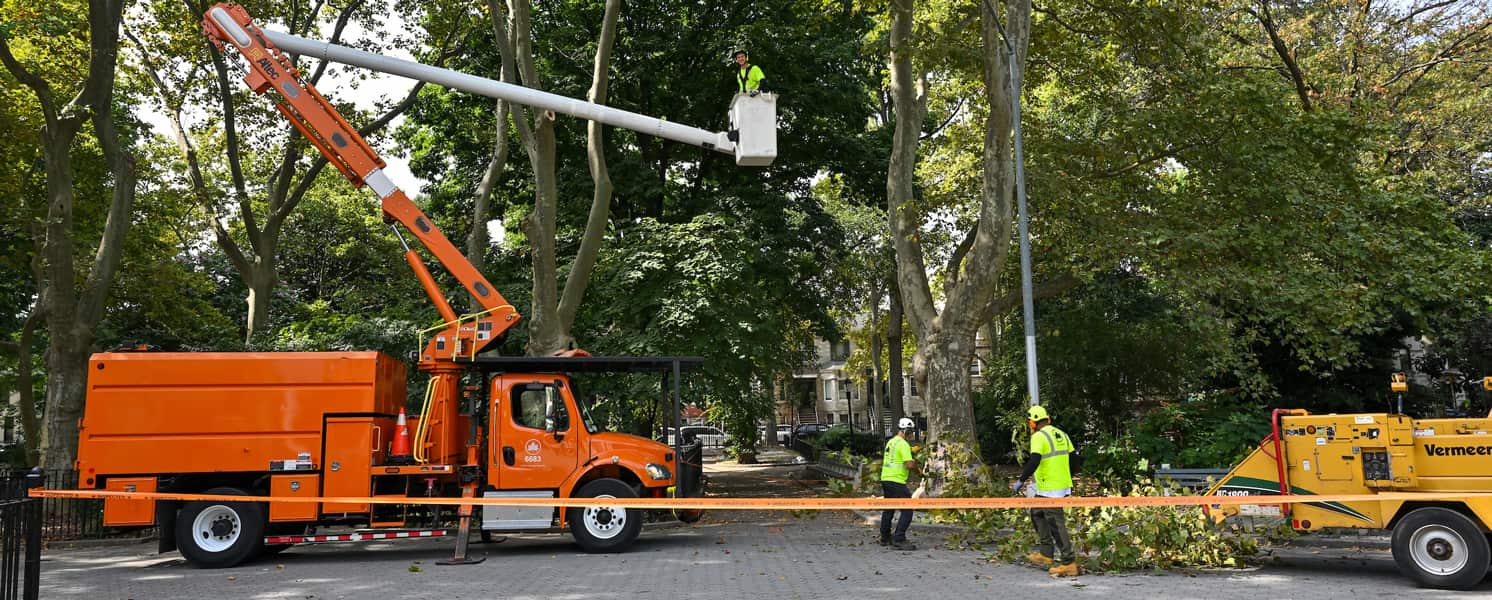 Platinum Tree Service crew at work in Dallas