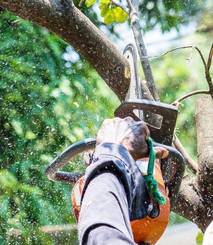 Platinum Tree Service owner portrait