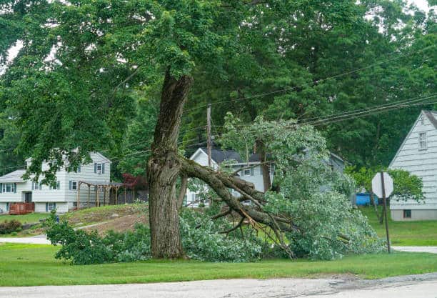 Emergency tree service in Dallas