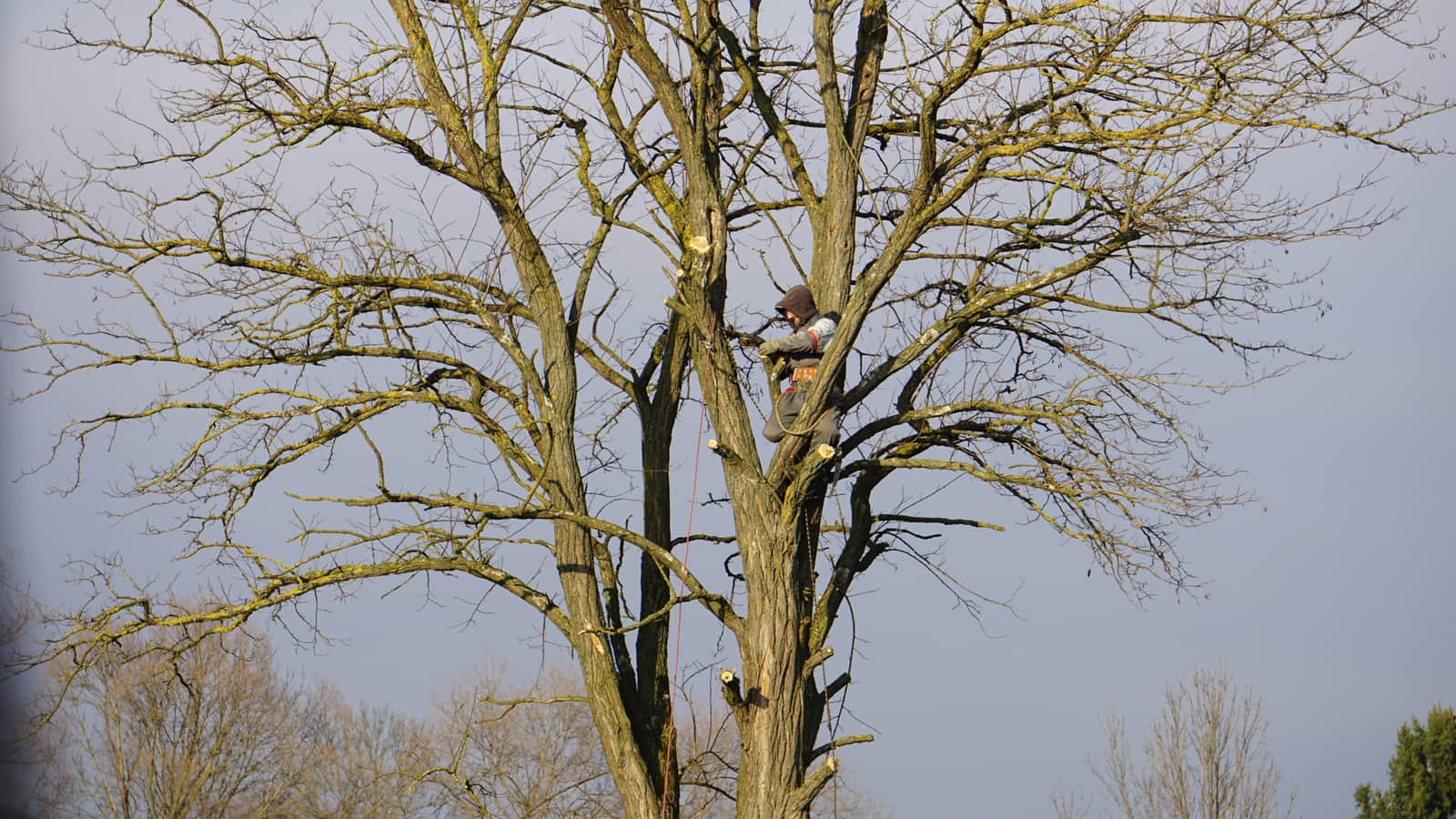 Tree pruning in Dallas