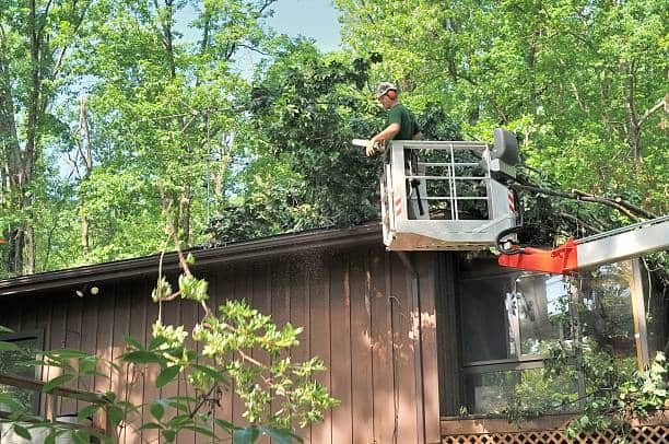 Tree removal in Dallas