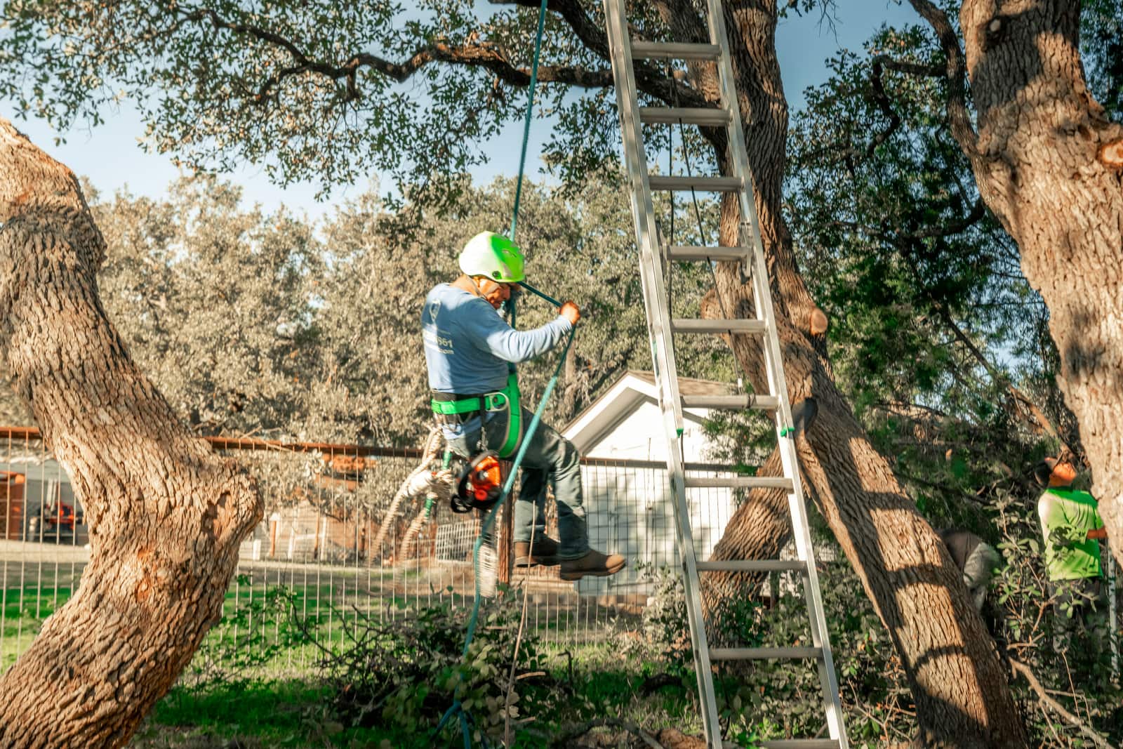 Tree trimming in Dallas